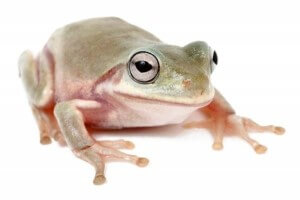 Litoria caerulea, juvénile